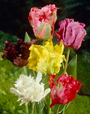 Tulp Parrot Mix ( per veelvouden van 100 stuks)